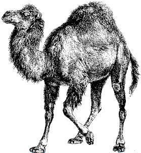 perl-camel