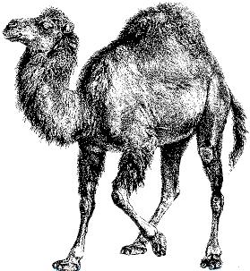 perl-camel perl-camel