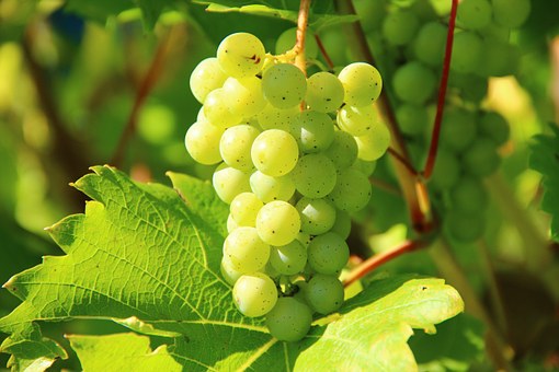 2019_grapes-276070__340